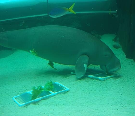Dugong Dugong