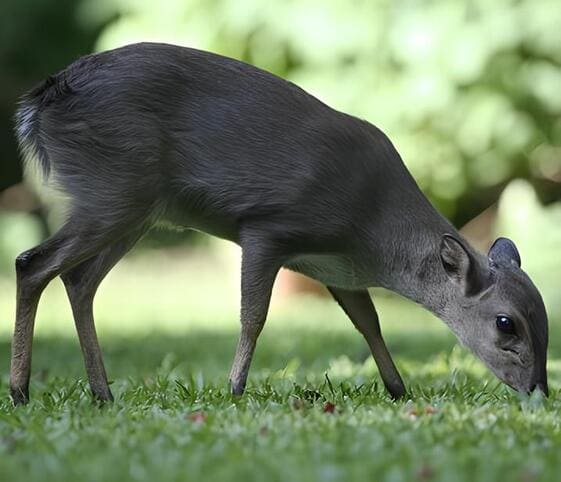 Duiker