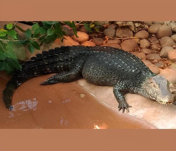 Dwarf Caiman Dwarf Caiman