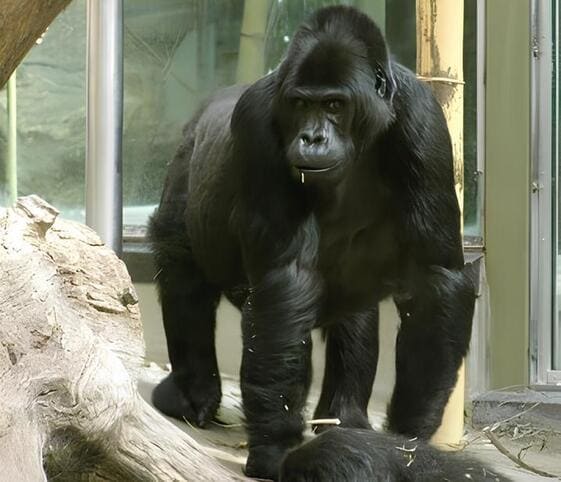 Eastern Lowland Gorilla