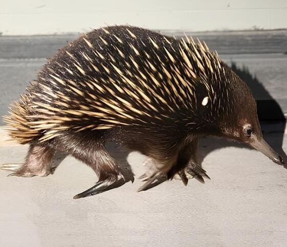 Echidna