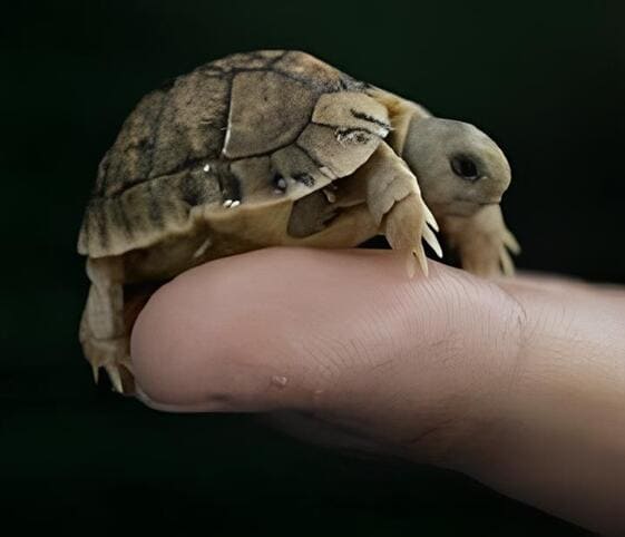 Egyptian Tortoise Egyptian Tortoise