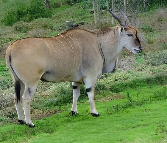 Eland