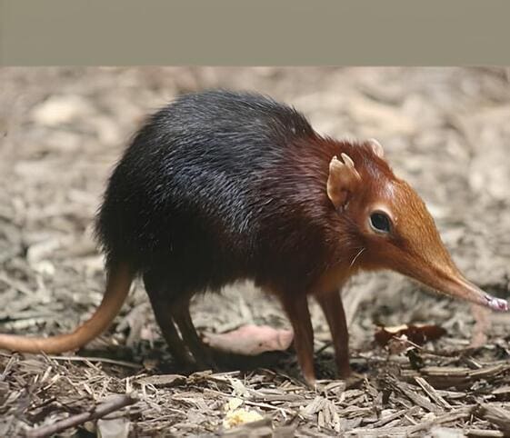 Elephant Shrew