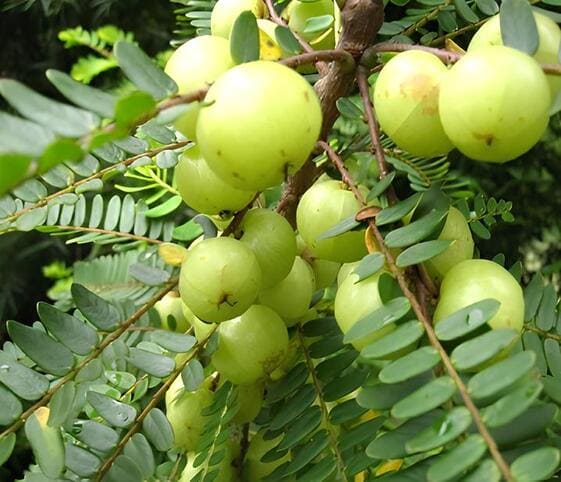 Emblica Tree