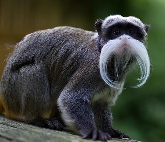 Emperor Tamarin