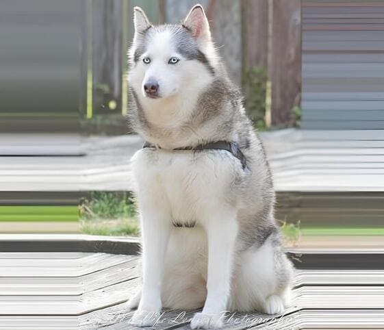 Eskimo Dog