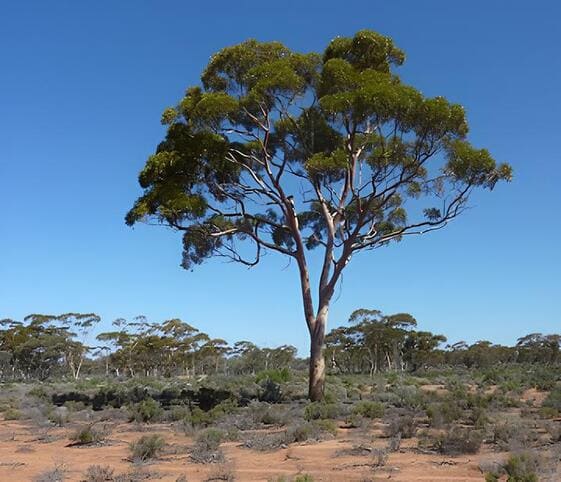 Eucalyptus Tree