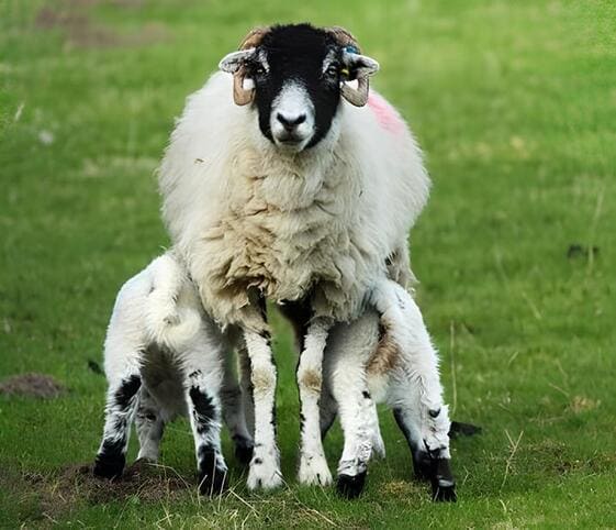 Ewe