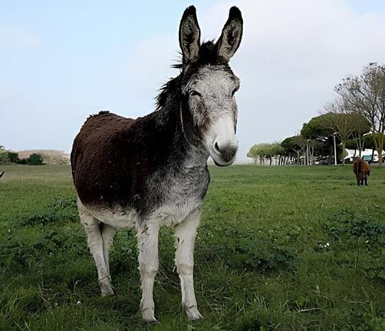 Female Donkey