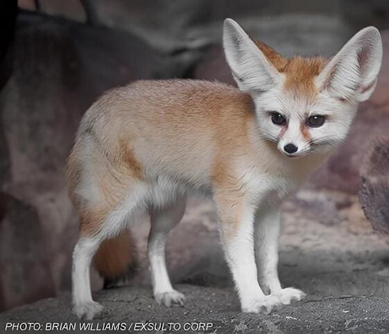 Fennec Fox