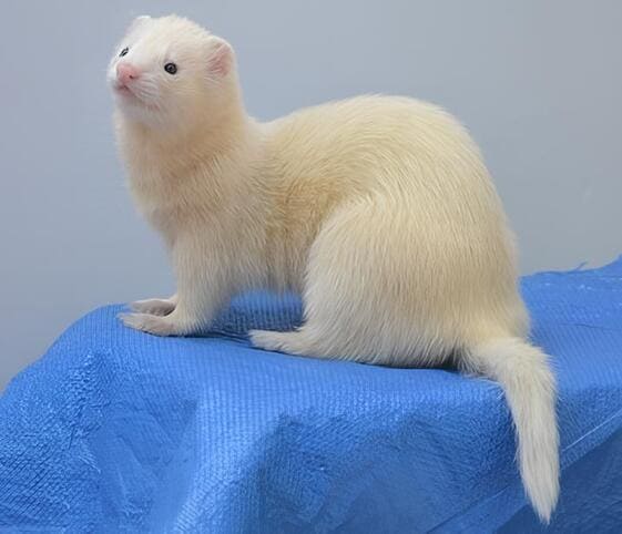 Ferret