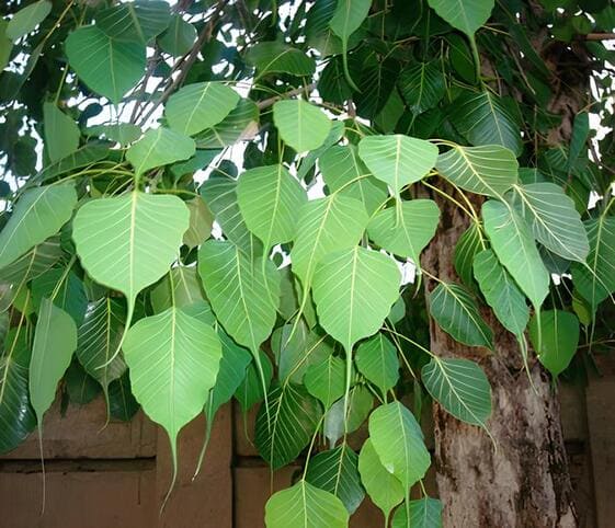 Ficus Religiosa