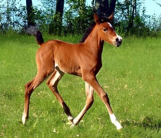 Filly or She Colt