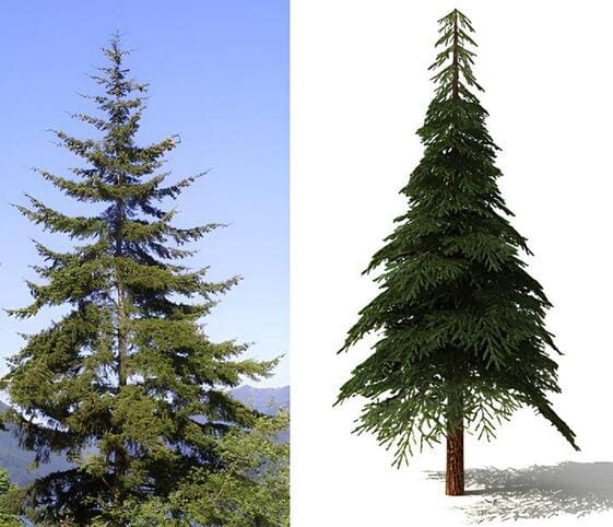 Fir Tree
