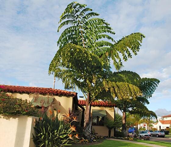 Fish-tail Palm Tree