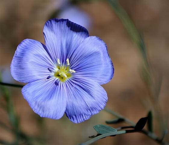 Flax Flower