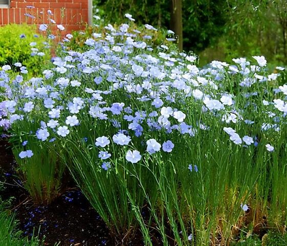 Flax Plant