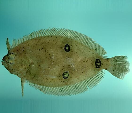 Flounder Flounder