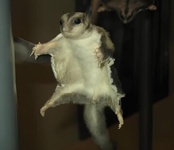 Flying Squirrel