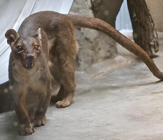 Fossa