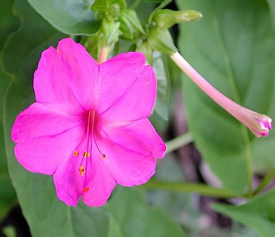 Four O\'clock Flower