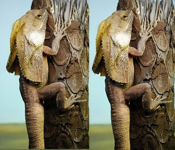 Frilled Lizard Frilled Lizard
