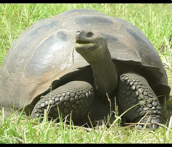 Galapagos Tortoise Galapagos Tortoise