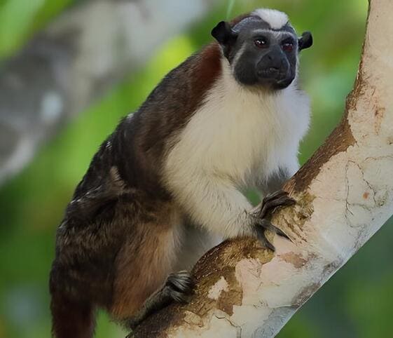 Geoffroys Tamarin