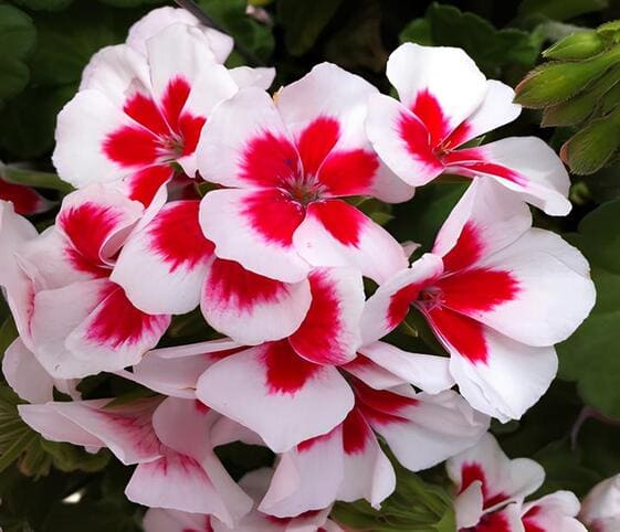 Geranium Flower