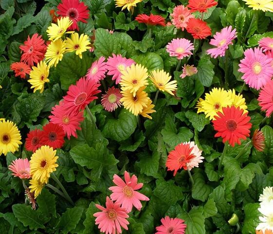 Gerbera Flower