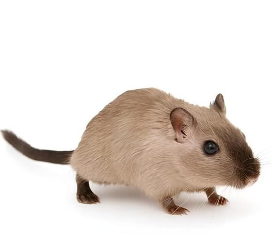 Gerbil