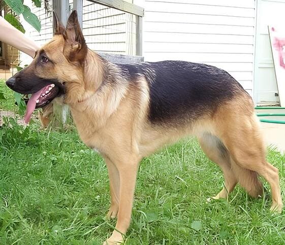 German Shepherd