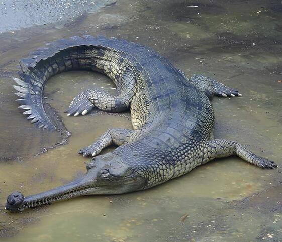 Gharial Gharial