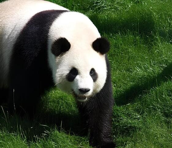 Giant Panda