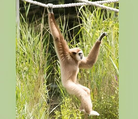 Gibbon