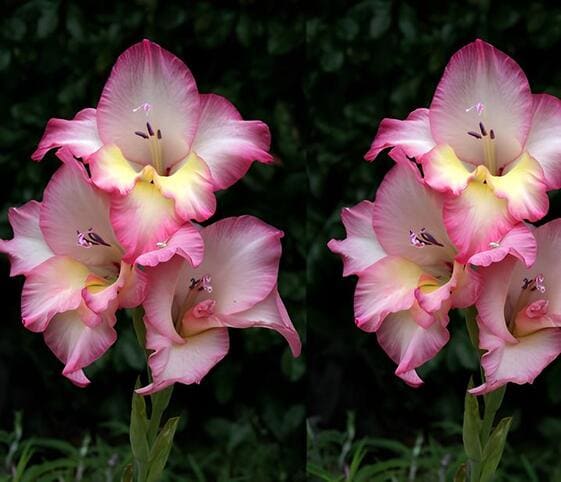 Gladiolus Flower