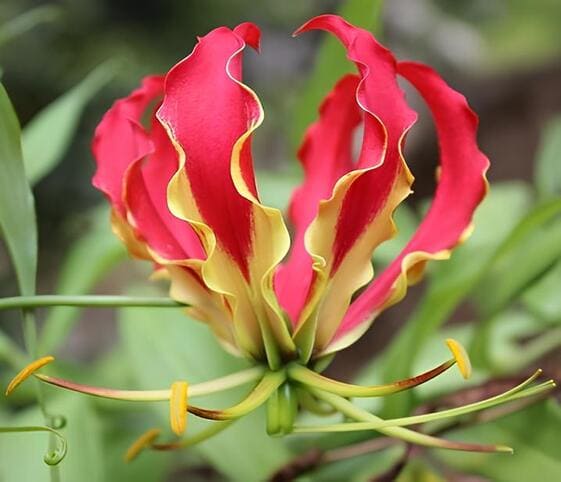 Gloriosa Lily Flower