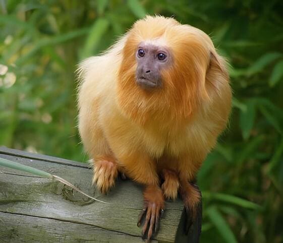 Golden Lion Tamarin