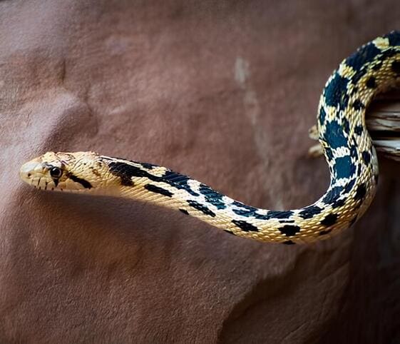 Gopher Snake Gopher Snake