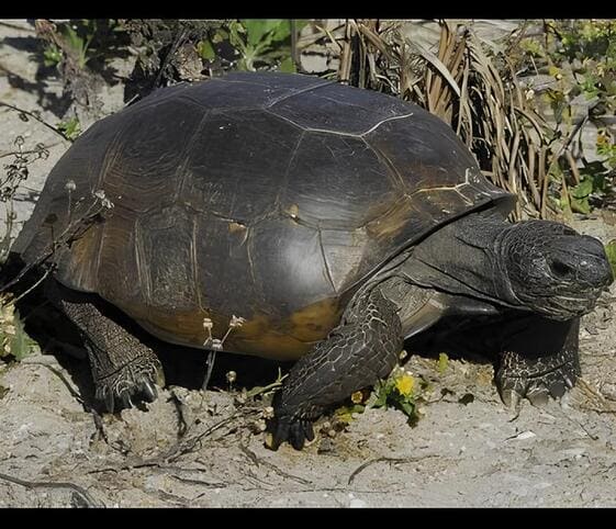 Gopher Tortoise Gopher Tortoise