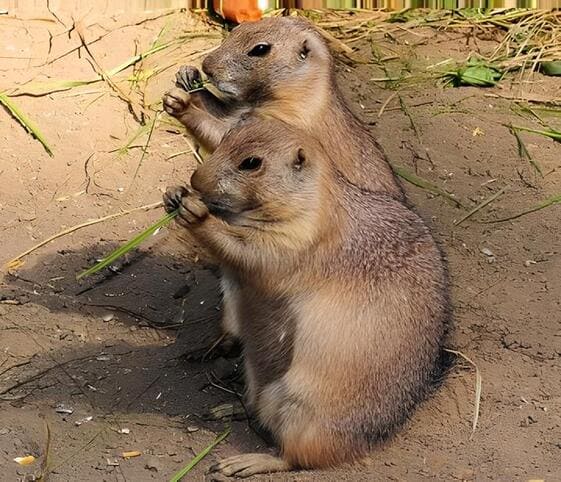 Gopher