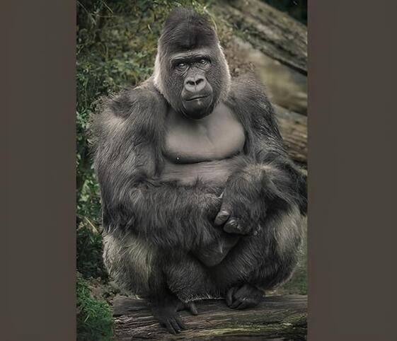 Gorilla