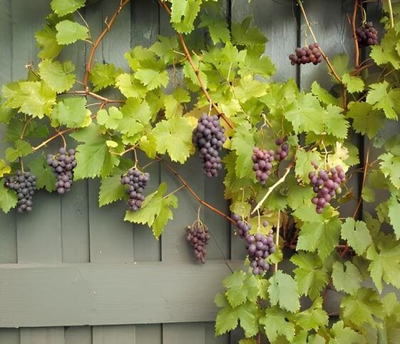 Grape Vine Creeper