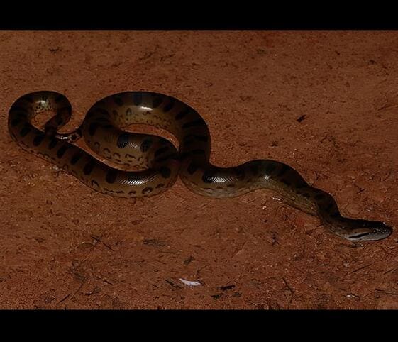 Green Anaconda Green Anaconda