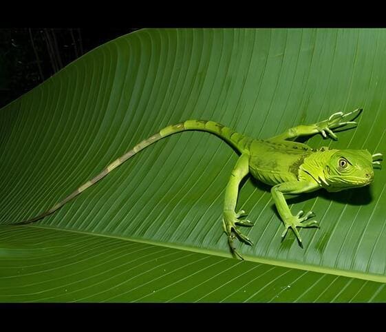 Green Iguana Green Iguana