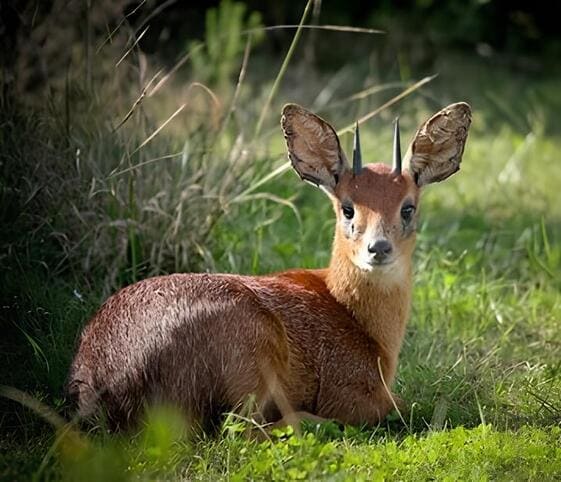 Grysbok