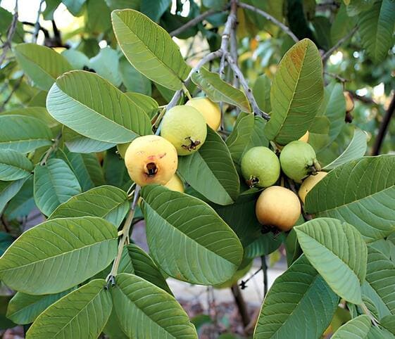 Guava Tree