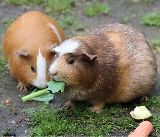 Guinea Pig