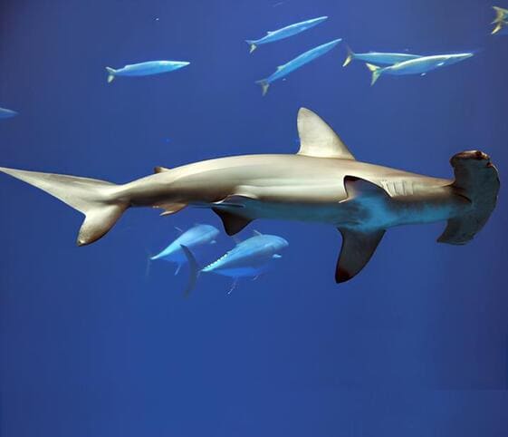 Hammerhead Shark Hammerhead Shark